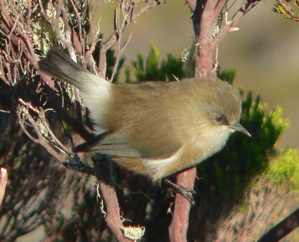 Oiseau blanc