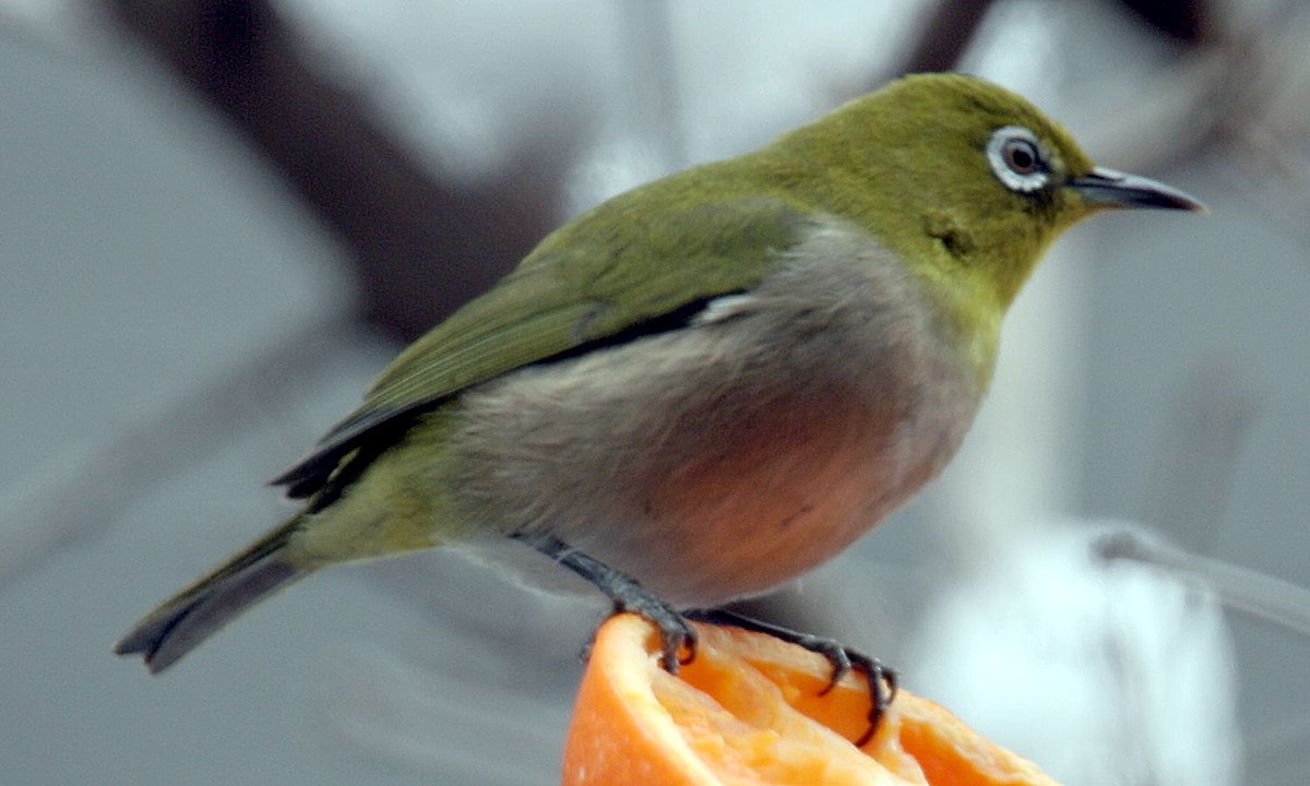 Zosteropidae