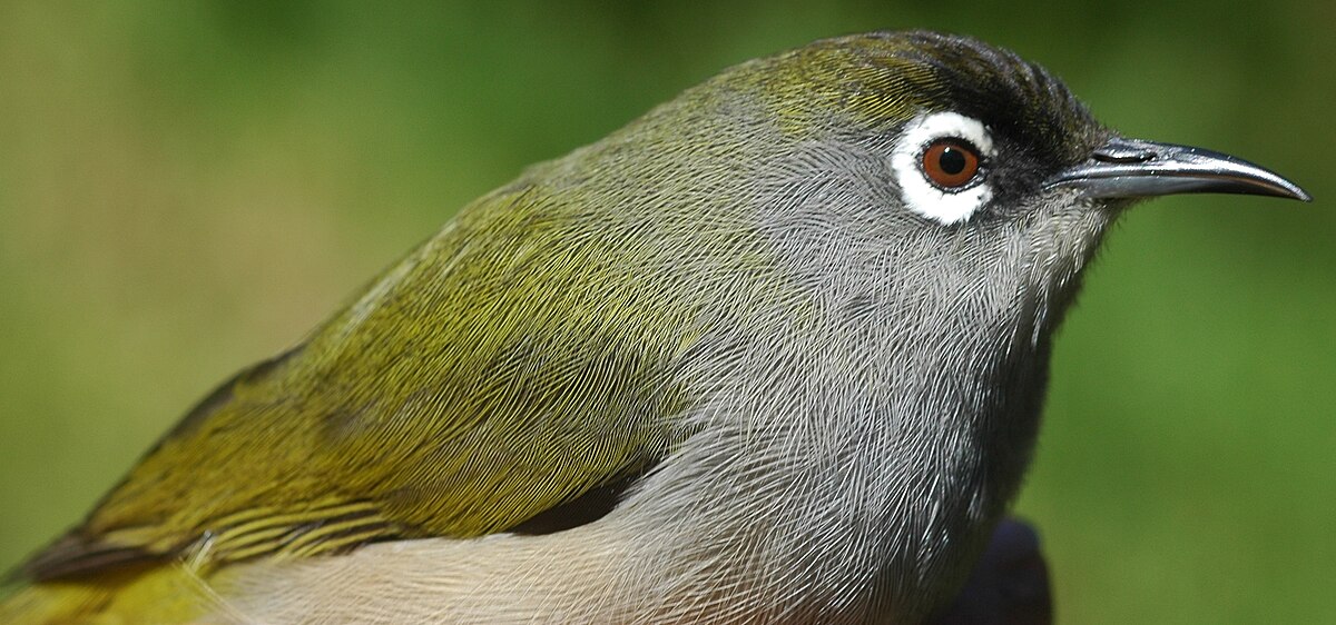 Oiseau vert