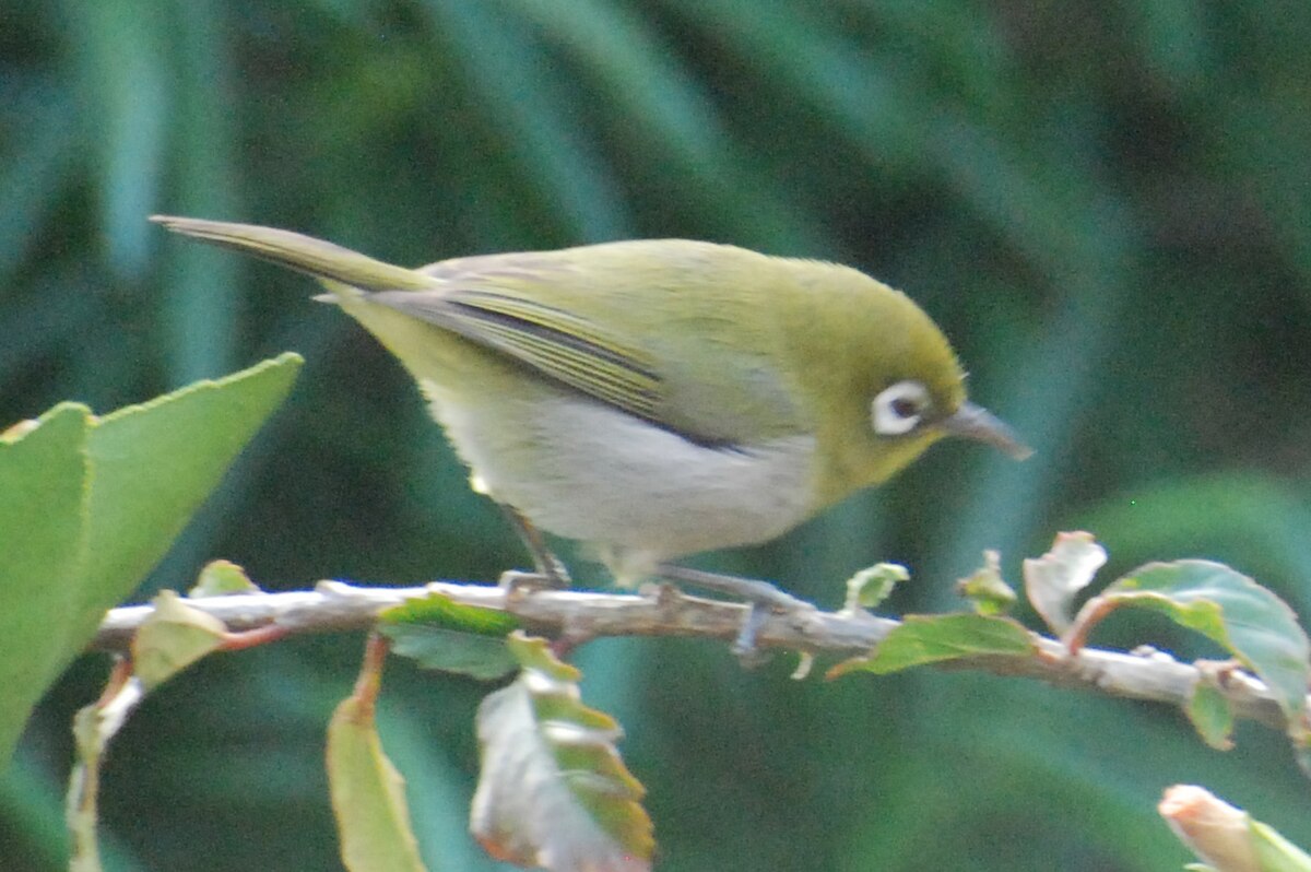 Zostérops à dos vert