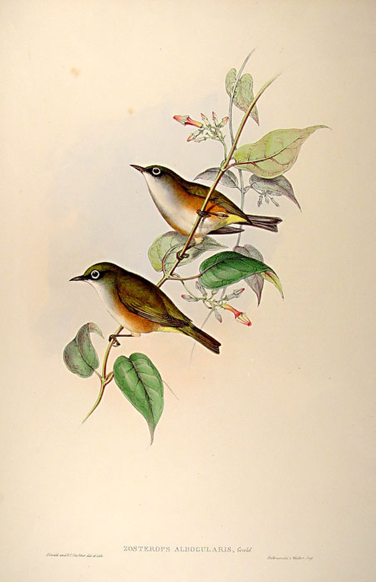 Zostérops à poitrine blanche