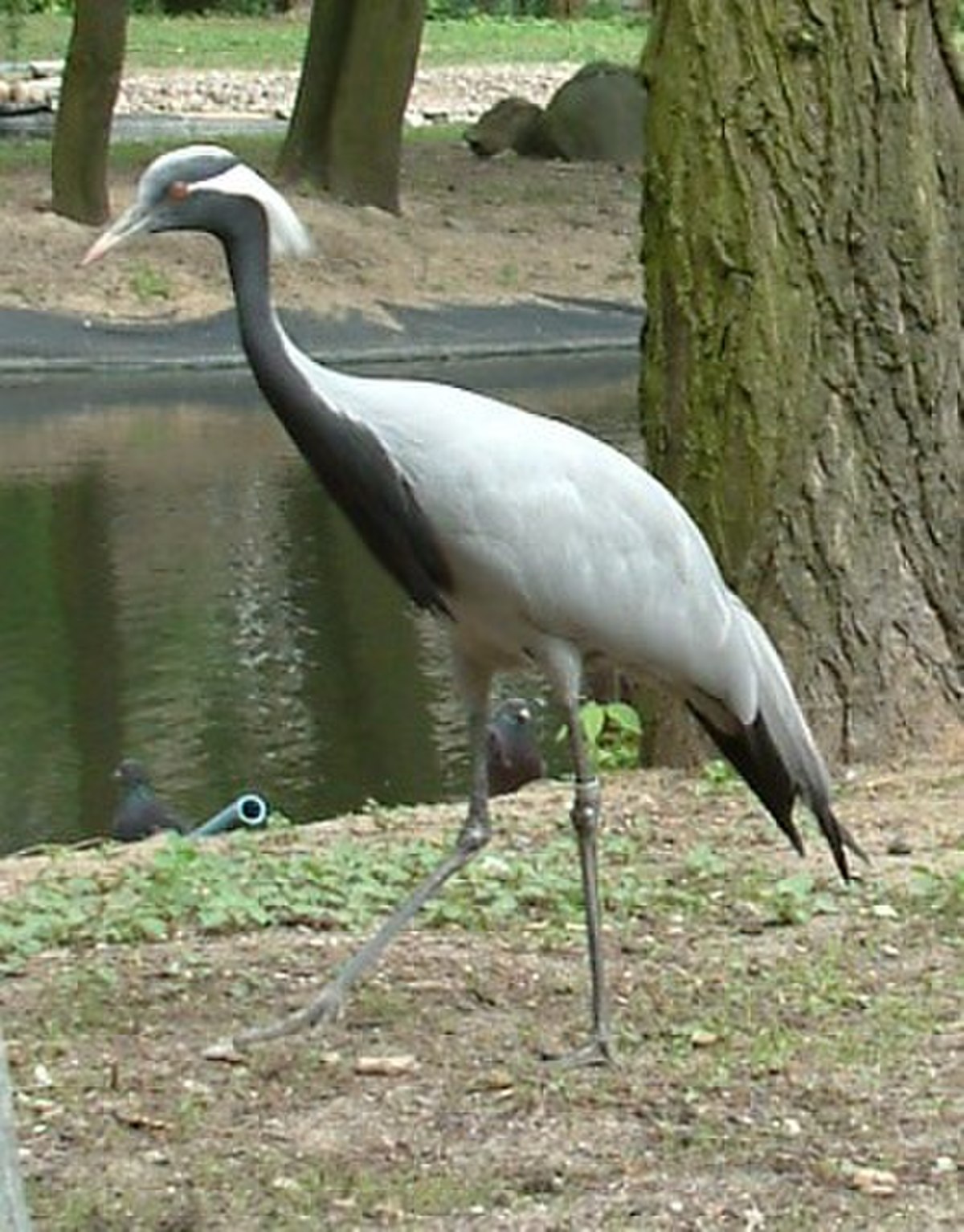 Grue demoiselle