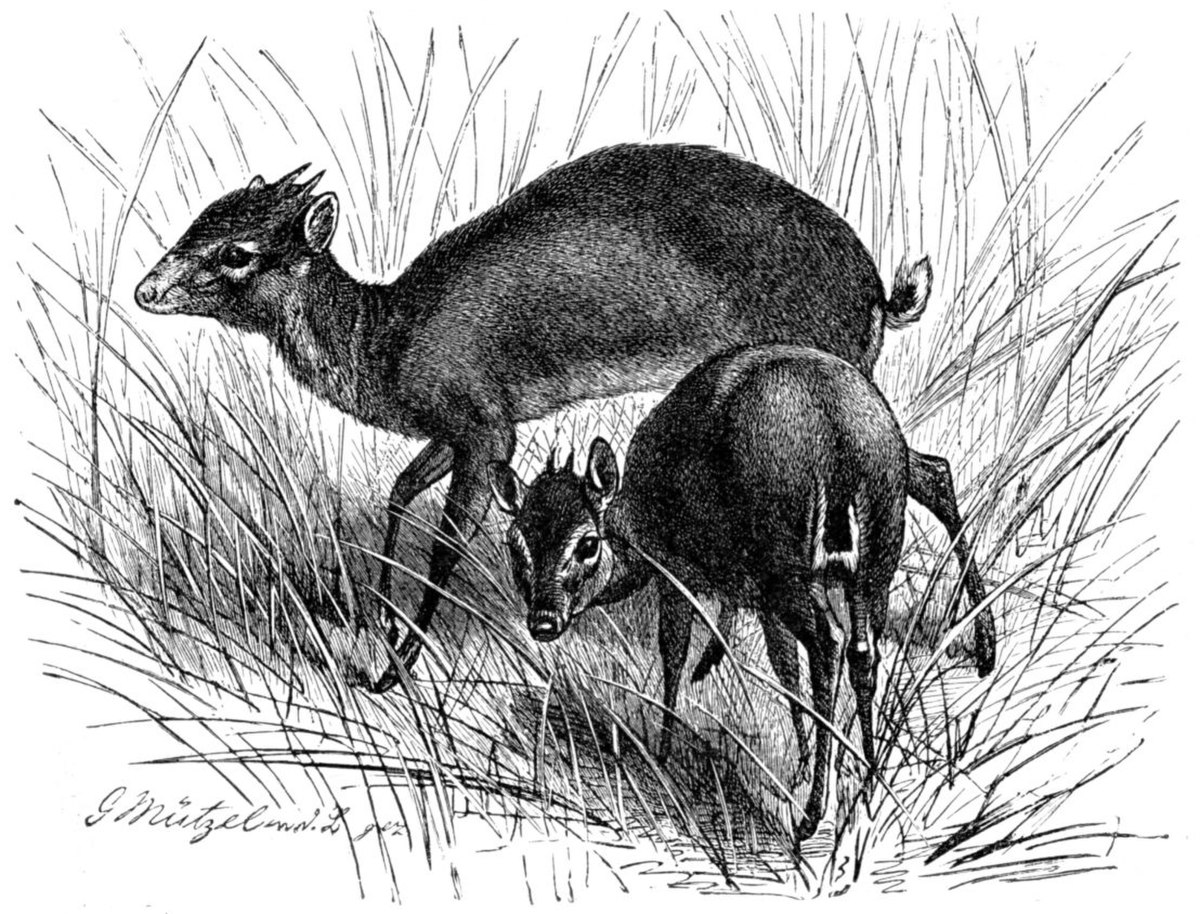 Cephalophinae