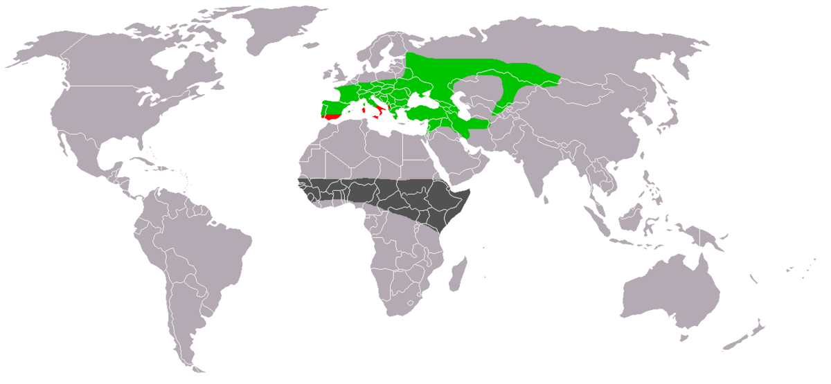 Zwergohreneule-Otus scops-World.png