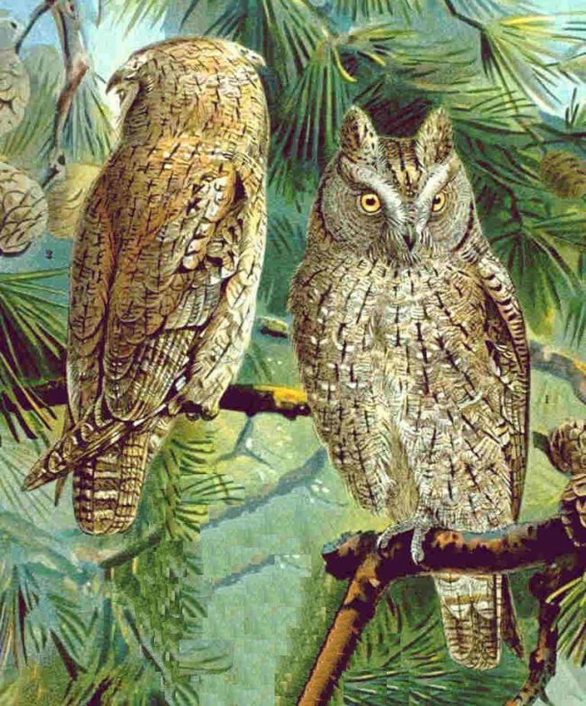 Petit-duc scops