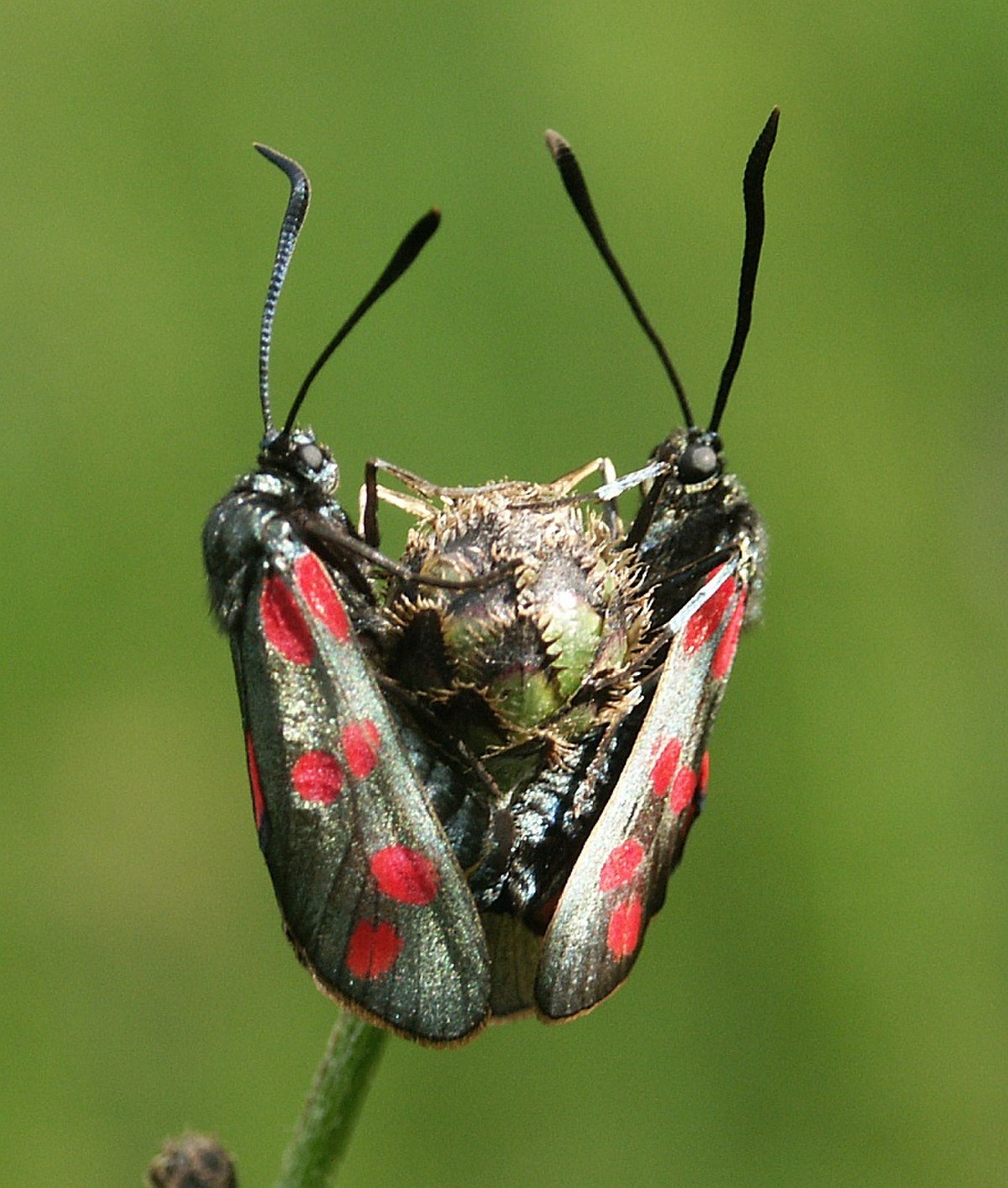 Zygaenidae