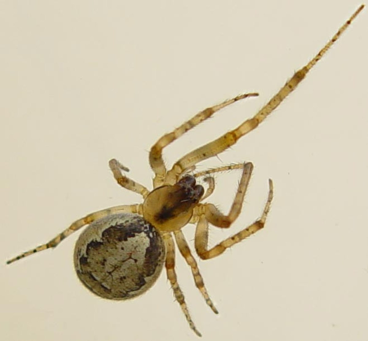 Zygiella x-notata