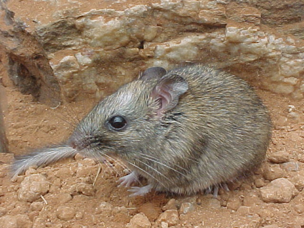 Zyzomys pedunculatus