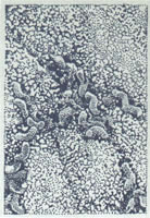 Bactérie Helicobacter pylori