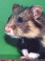 Cricetus cricetus