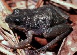 Pseudacris nigrita