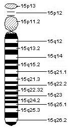 Chromosome 15.jpeg