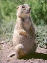 Chien de prairie du Colorado Cynomys gunnisoni
