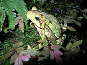 Incilius coniferus