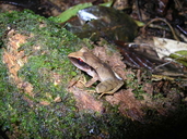 Craugastor gollmeri