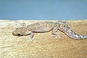 Lepidodactylus lugubris