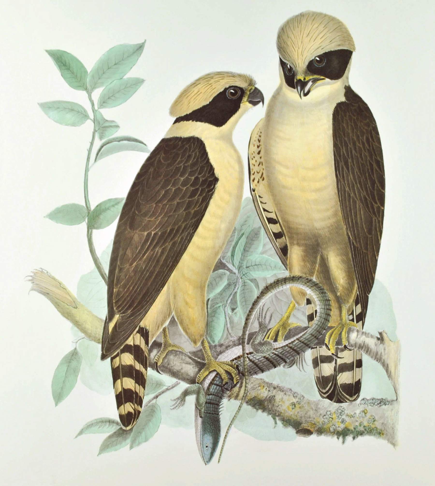Falconidae