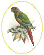 Conure de Molina (Pyrrhura molinae)