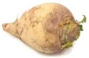 Brassica napus var. napobrassica