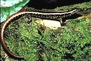 Lipinia noctua