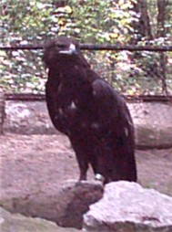 Aigle criard (Aquila clanga)