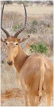 Damaliscus hunteri