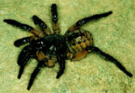 Liphistius sp.