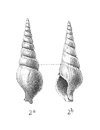 Terebra inversa