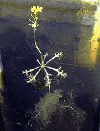 La tige fleurie de U. inflata,soutenue par une rosette de flotteurs.