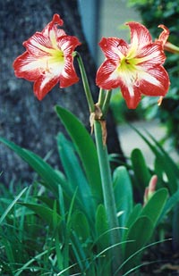 Un cultivar de Hippeastrum vittatum en fleur