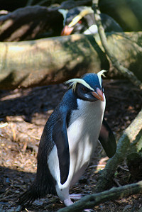 Eudyptes pachyrhynchus