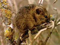 Souris côtière des moissons
