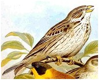 Bruant proyer (Emberiza calandra)