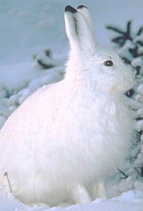 Lepus americanus