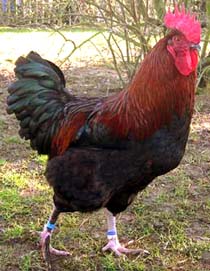 coq Marans NC