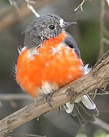 Miro embrasé (Petroica phoenicea)