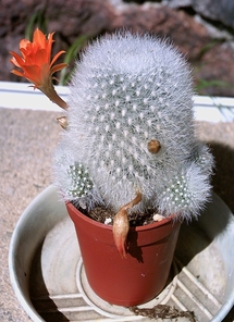 Rebutia muscula en fleur