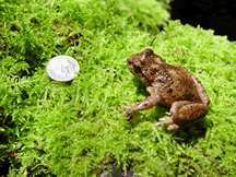Espèce d'Ascaphus