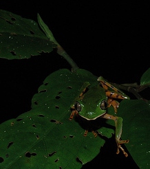 Phyllomedusa tomopterna