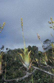 Catopsis berteroniana