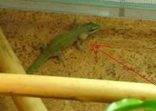 Phelsuma abbotti chekei
