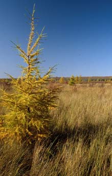 Jeune Larix laricina