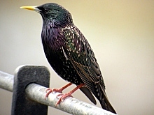 Étourneau sansonnet (Sturnus vulgaris)