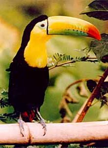 Ramphastos sulfuratus