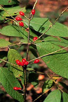 Lindera melissifolia