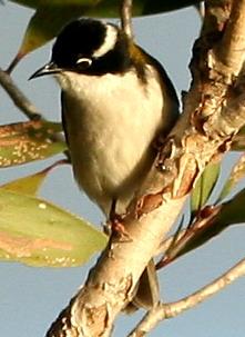 Melithreptus albogularis