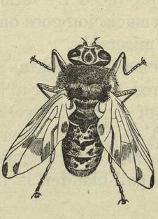 Œstridae (Horse Botfly,dont la larve est unparasite intestinal)