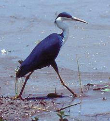 Egretta picata