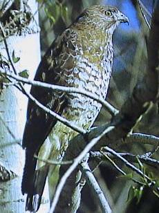Buteo platypterus