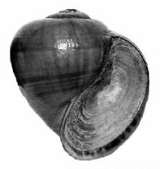 Pila ampullacea